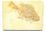 Bargain, Fossil Fish (Priscacara) - Wyoming #379323-1